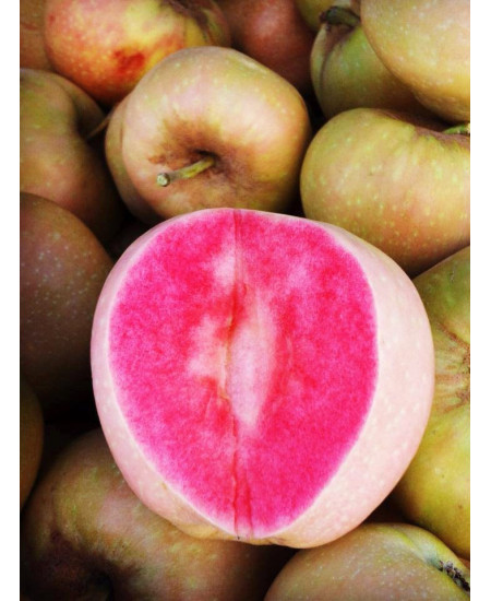 ЯБЛОНЯ РОЗОВЫЙ ЖЕМЧУГ ЯБЛОНЯ РОЗОВЫЙ ЖЕМЧУГ