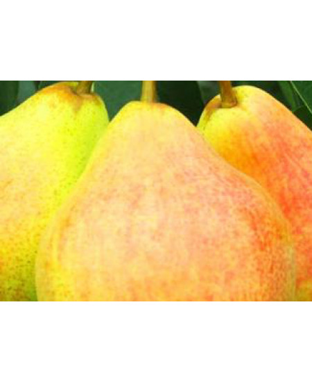 Груша Любимица Яковлева Груша Любимица Яковлева