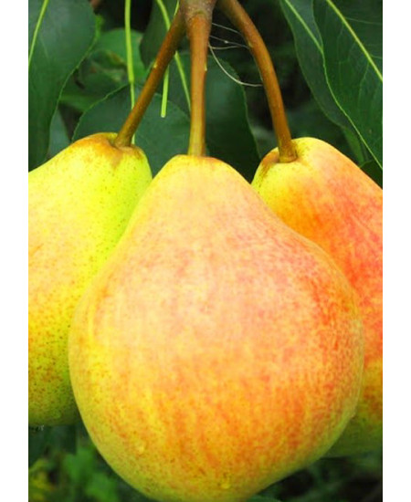 Груша Любимица Яковлева Груша Любимица Яковлева