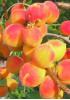 Абрикос Саратовский рубин Абрикос Саратовский рубин