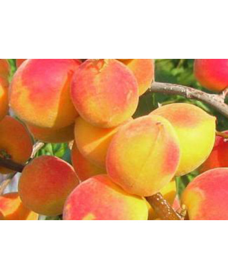 Абрикос Саратовский рубин Абрикос Саратовский рубин