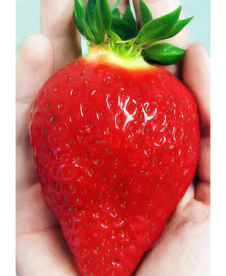 Клубника Альбион (Упаковка 5шт) Клубника Альбион (Упаковка 5шт)