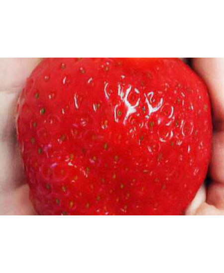 Клубника Альбион (Упаковка 5шт) Клубника Альбион (Упаковка 5шт)