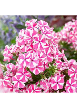 Флокс метельчатый Пинк Виндмилл