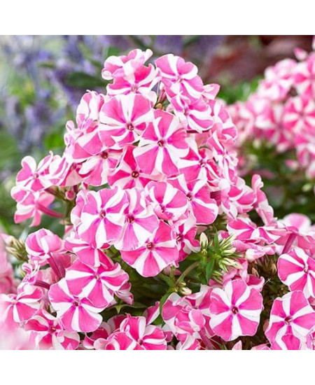 Флокс метельчатый Пинк Виндмилл Флокс метельчатый Пинк Виндмилл