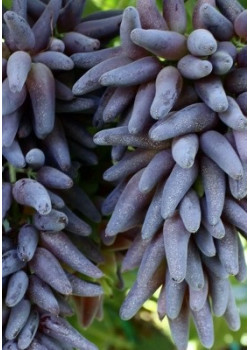 Виноград Ведьмины Пальцы