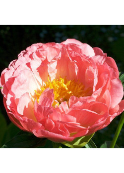 Пион Корал Бич