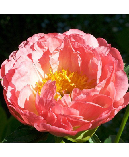 Пион Корал Бич Пион Корал Бич