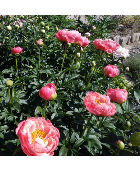 Пион Корал Бич Пион Корал Бич