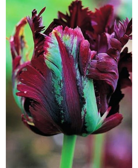 Тюльпан попугайный "Блэк Пэррот" (Black Parrot) 3шт в упаковке (размер 11/12) Тюльпан попугайный "Блэк Пэррот" (Black Parrot) 3шт в упаковке (размер 11/12)