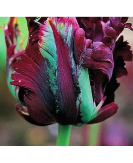 Тюльпан попугайный "Блэк Пэррот" (Black Parrot) 3шт в упаковке (размер 11/12) Тюльпан попугайный "Блэк Пэррот" (Black Parrot) 3шт в упаковке (размер 11/12)