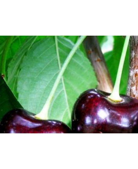 Черешня Дайбера чёрная Черешня Дайбера чёрная