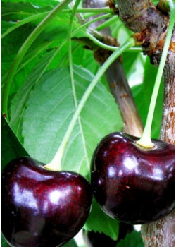 Черешня Дайбера чёрная