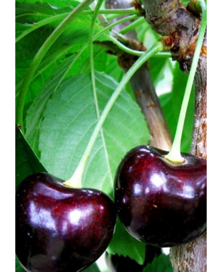 Черешня Дайбера чёрная Черешня Дайбера чёрная