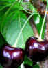 Черешня Дайбера чёрная Черешня Дайбера чёрная
