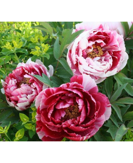 Пион древовидный Две Сестры Пион древовидный Две Сестры