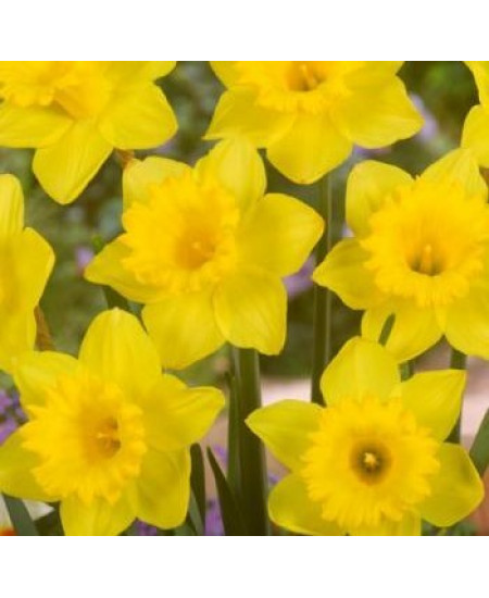 Нарцисс "Datch Master" 3шт в упаковке Нарцисс "Datch Master" 3шт в упаковке