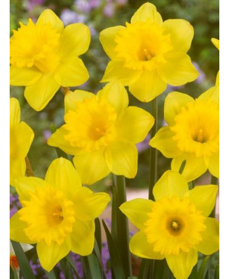 Нарцисс "Datch Master" 3шт в упаковке Нарцисс "Datch Master" 3шт в упаковке