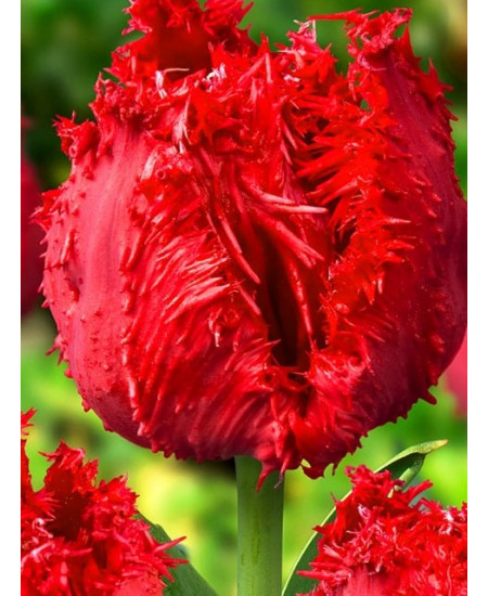 Тюльпан бахромчатый "Барбадос" (Barbados) 3шт в упаковке (размер 12\+) Тюльпан бахромчатый "Барбадос" (Barbados) 3шт в упаковке (размер 12\+)