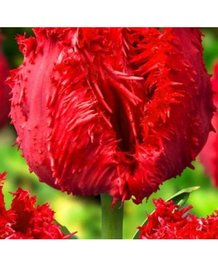 Тюльпан бахромчатый "Барбадос" (Barbados) 3шт в упаковке (размер 12\+) Тюльпан бахромчатый "Барбадос" (Barbados) 3шт в упаковке (размер 12\+)