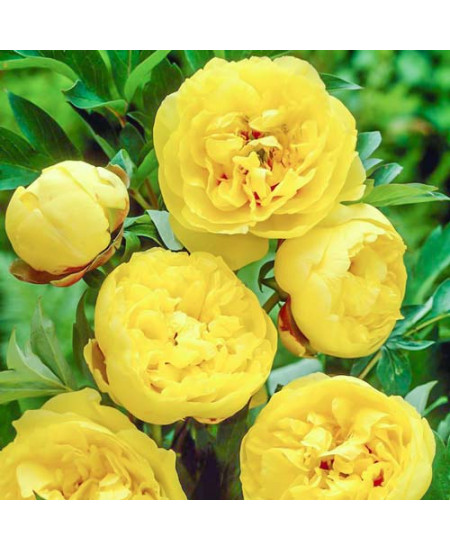 Пион Йеллоу Пион Йеллоу