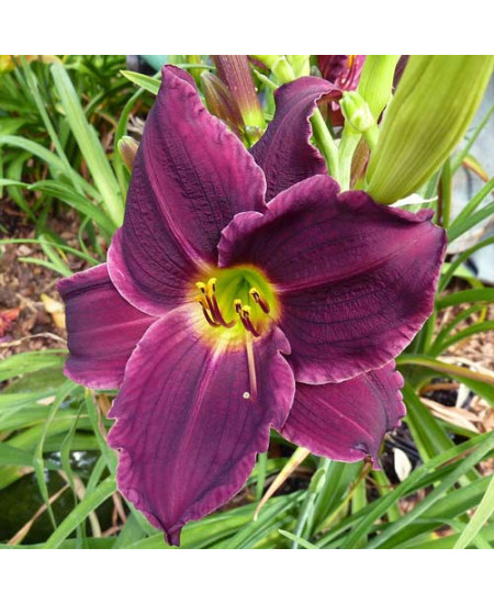 Лилейник Грэйп Вельвет Лилейник Грэйп Вельвет