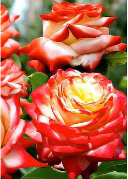 Роза чайно-гибридная Императрица Фарах