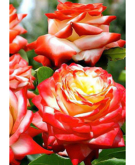 Роза чайно-гибридная Императрица Фарах Роза чайно-гибридная Императрица Фарах