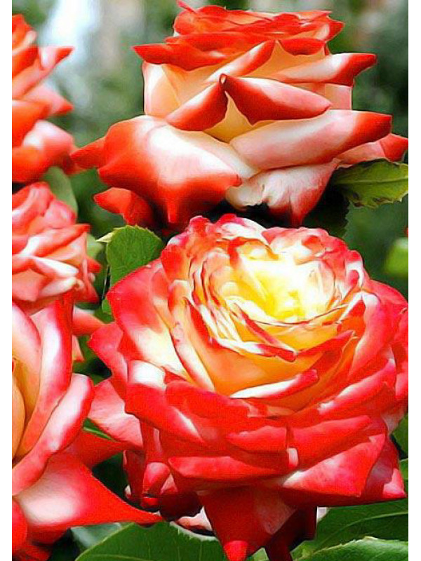 Императрица роза фото и описание