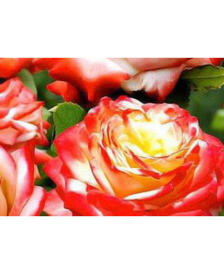 Роза чайно-гибридная Императрица Фарах Роза чайно-гибридная Императрица Фарах