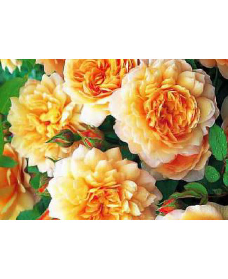 Роза парковая Грейс Роза парковая Грейс