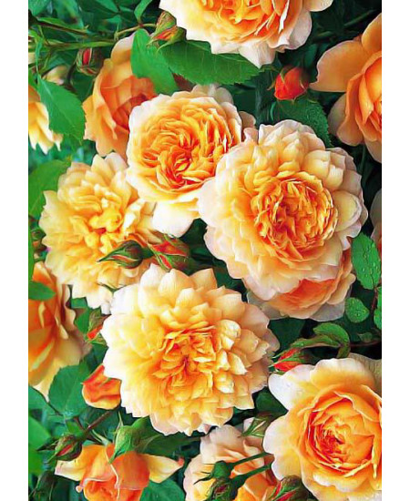 Роза парковая Грейс Роза парковая Грейс