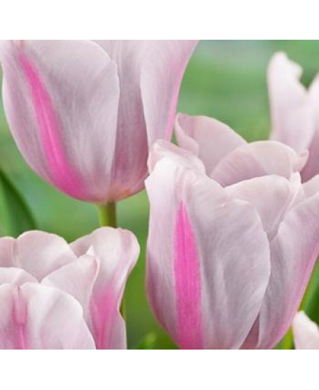 Тюльпан триумф "Мистресс Мистик" (Mistress Mystic) 3шт в упаковке (размер 12\+) Тюльпан триумф "Мистресс Мистик" (Mistress Mystic) 3шт в упаковке (размер 12\+)