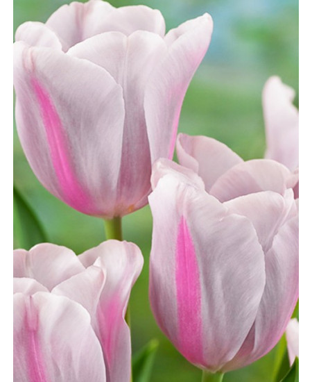 Тюльпан триумф "Мистресс Мистик" (Mistress Mystic) 3шт в упаковке (размер 12\+) Тюльпан триумф "Мистресс Мистик" (Mistress Mystic) 3шт в упаковке (размер 12\+)