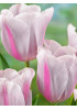 Тюльпан триумф "Мистресс Мистик" (Mistress Mystic) 3шт в упаковке (размер 12\+) Тюльпан триумф "Мистресс Мистик" (Mistress Mystic) 3шт в упаковке (размер 12\+)