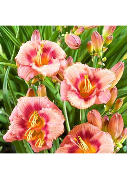 Лилейник Строберри Кэнди