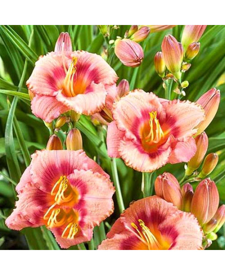 Лилейник Строберри Кэнди Лилейник Строберри Кэнди