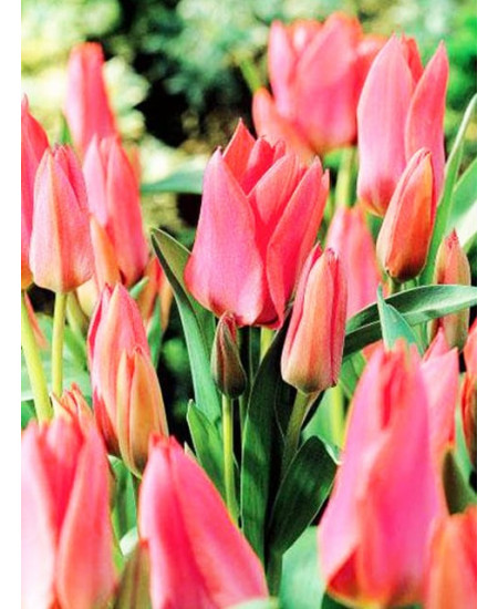 Тюльпан многоцветковый "Торонто" (Toronto) 3шт в упаковке (размер 10\11) Тюльпан многоцветковый "Торонто" (Toronto) 3шт в упаковке (размер 10\11)