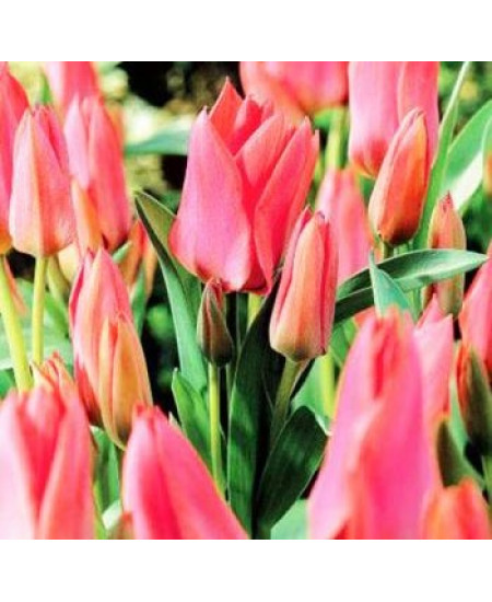 Тюльпан многоцветковый "Торонто" (Toronto) 3шт в упаковке (размер 10\11) Тюльпан многоцветковый "Торонто" (Toronto) 3шт в упаковке (размер 10\11)