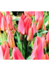 Тюльпан многоцветковый "Торонто" (Toronto) 3шт в упаковке (размер 10\11) Тюльпан многоцветковый "Торонто" (Toronto) 3шт в упаковке (размер 10\11)