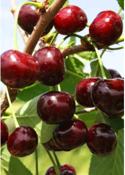 Вишня Владимирская