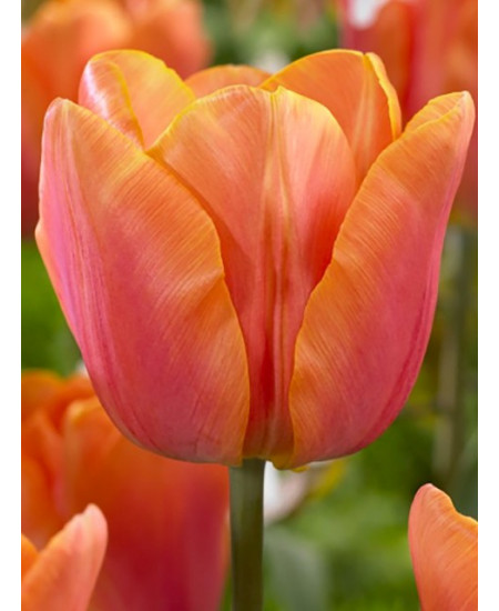 Тюльпан триумф "Джимми" (Jimmy) 3шт в упаковке (размер 10\11) Тюльпан триумф "Джимми" (Jimmy) 3шт в упаковке (размер 10\11)