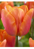 Тюльпан триумф "Джимми" (Jimmy) 3шт в упаковке (размер 10\11) Тюльпан триумф "Джимми" (Jimmy) 3шт в упаковке (размер 10\11)