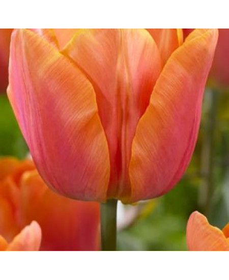 Тюльпан триумф "Джимми" (Jimmy) 3шт в упаковке (размер 10\11) Тюльпан триумф "Джимми" (Jimmy) 3шт в упаковке (размер 10\11)