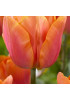 Тюльпан триумф "Джимми" (Jimmy) 3шт в упаковке (размер 10\11) Тюльпан триумф "Джимми" (Jimmy) 3шт в упаковке (размер 10\11)