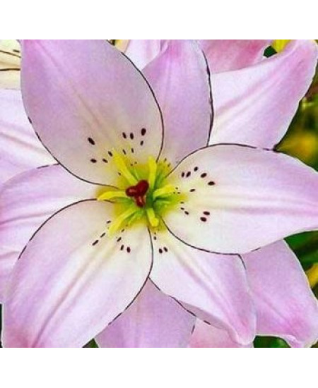 Лилия "Spring Pink" 3шт в упаковке Лилия "Spring Pink" 3шт в упаковке