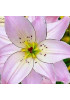Лилия "Spring Pink" 3шт в упаковке Лилия "Spring Pink" 3шт в упаковке