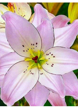 Лилия "Spring Pink" 3шт в упаковке