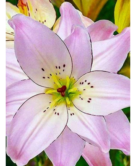 Лилия "Spring Pink" 3шт в упаковке Лилия "Spring Pink" 3шт в упаковке