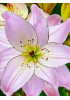 Лилия "Spring Pink" 3шт в упаковке Лилия "Spring Pink" 3шт в упаковке